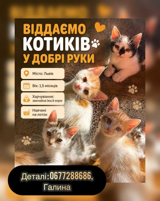 Віддам кошинят у добрі руки