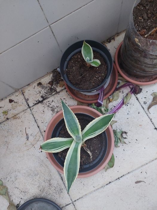 Agave (Agave americana)