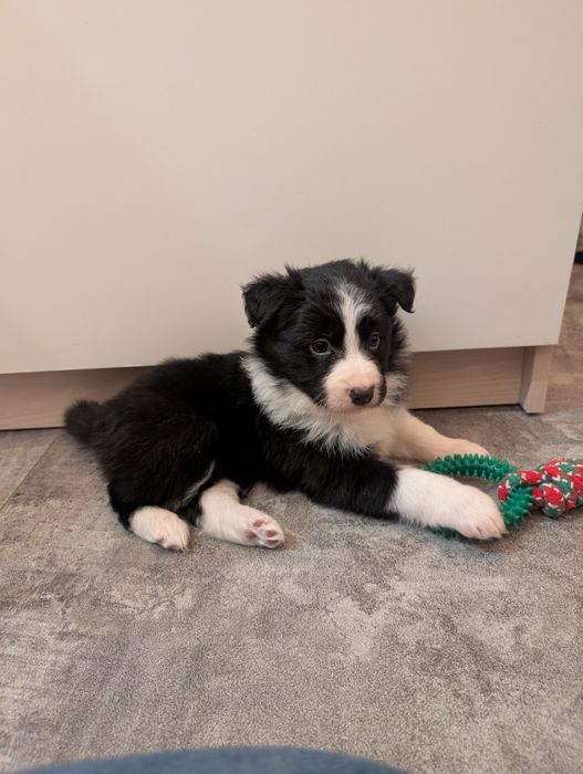 Sprzedam suczkę border collie z rodowodem