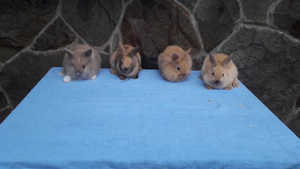 Кролики карликові, декоративні кролики.