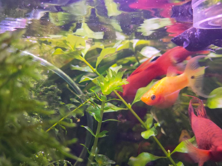 Molinezja mix. odmian