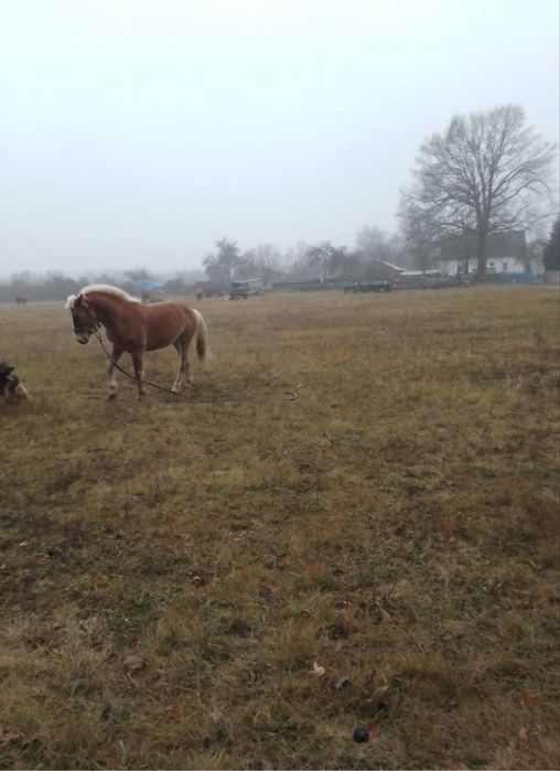 Sprzedam Klacz Śląską i ogiera Halfingera