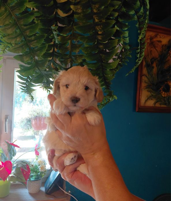 Maltipoo - suczka kremowa