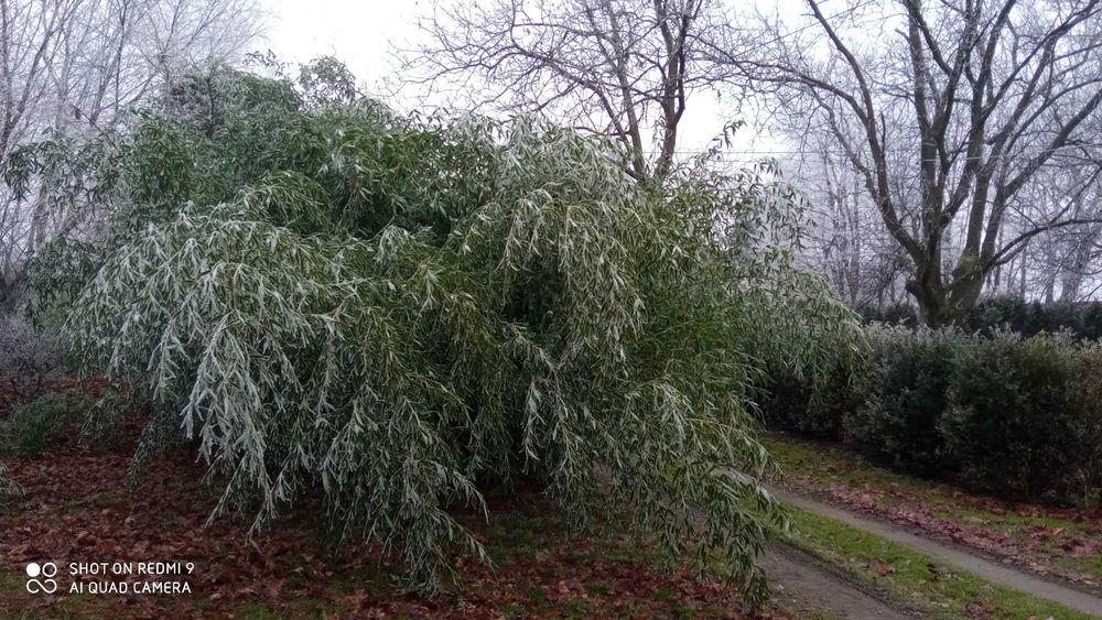 Bambus Bisetta mrozoodporny