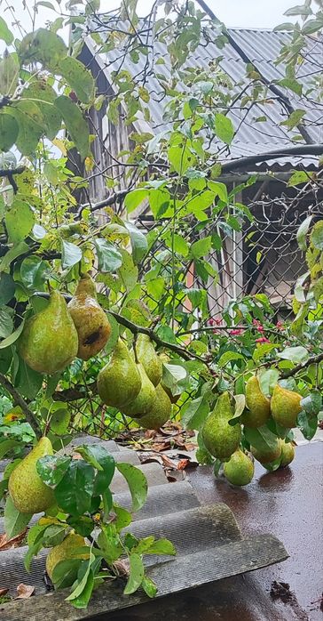 Сік.  Різні комбінації і поєднання..