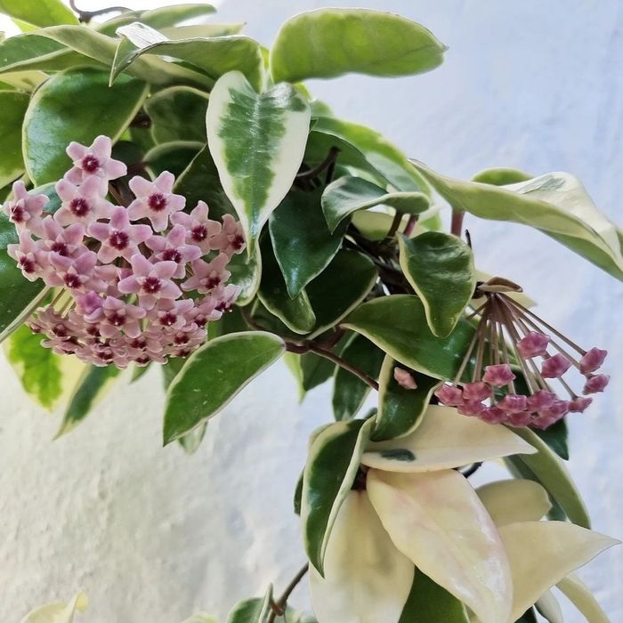 Хойя кримсон квин, вариегатная