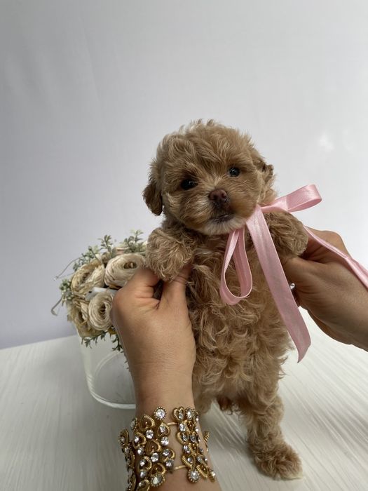 VIP Мальтипу F1  любов без кордонів