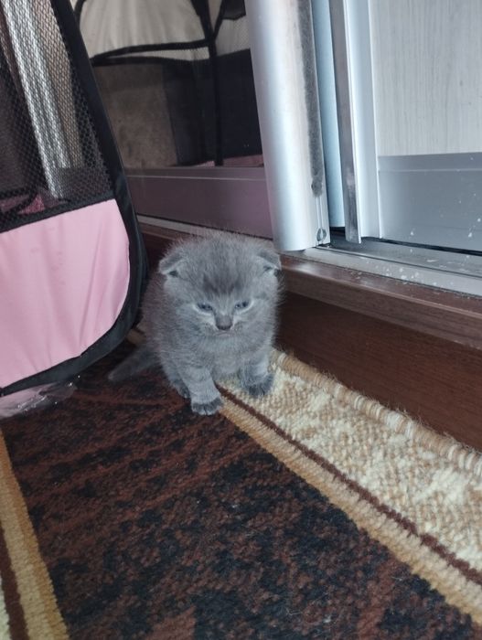 Кошенята британці