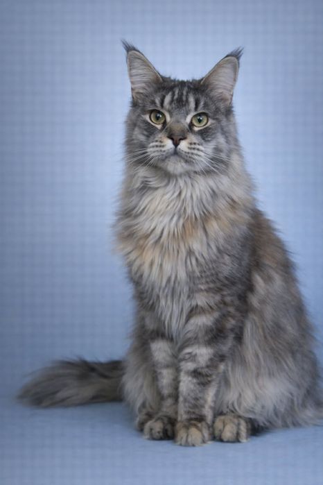 Девочка для семьи и любви