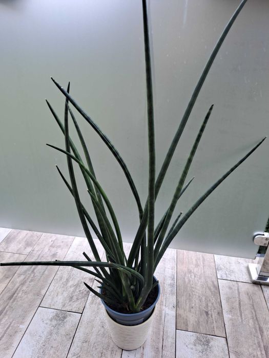 Sansewieria walcowata cylindryczna
