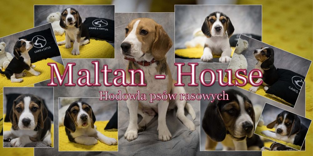 Beagle suczka rodowód