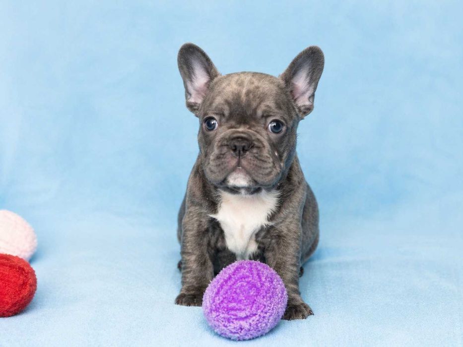 Buldogue francês macho