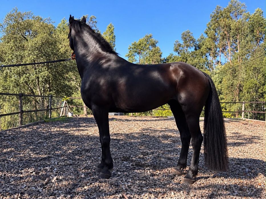 Cavalo Frisio 6 anos