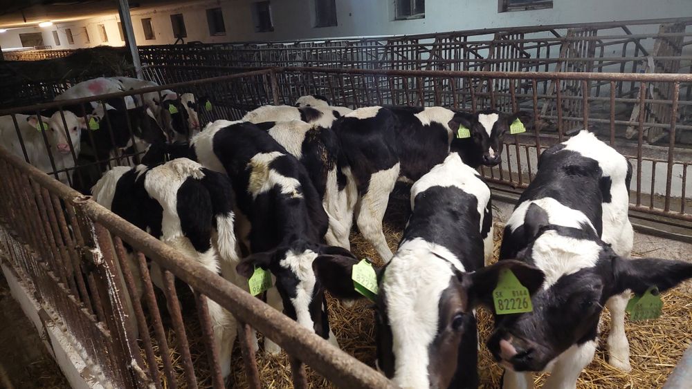 Cielęta byczki.  mcb. Holsztyn