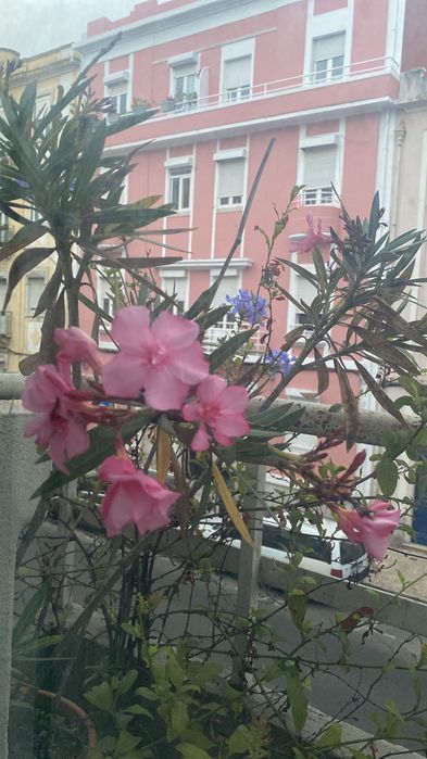 Planta oleandro em vaso de barro
