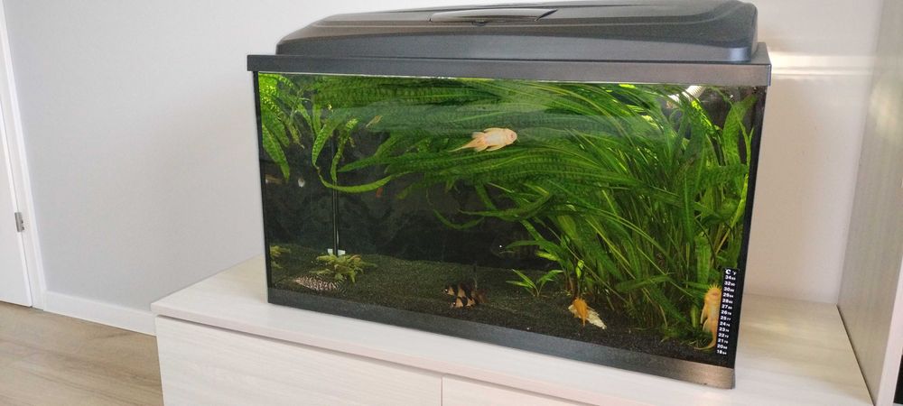 Akwarium 126 l z pokrywą