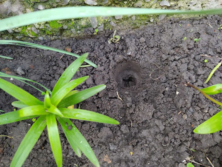 Саморобний пристрій для посадки розсади, картоплі.
