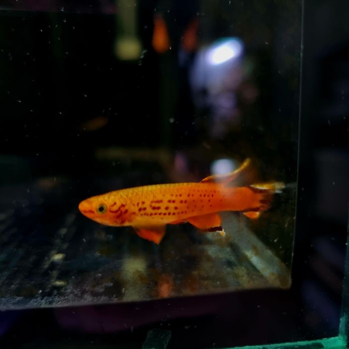 Proporczykowiec z kap lopez