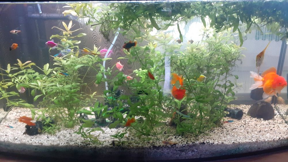 Sprzedam akwarium 200l