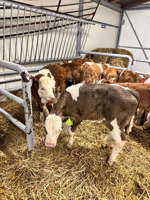 Byczki mięsne i mieszanki duży wybór