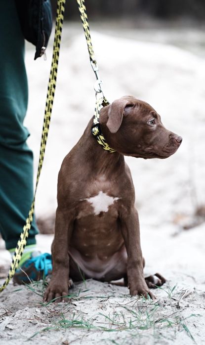 АПБТ , Питбуль , Американський пітбультер'єр , Цуценя пітбуля