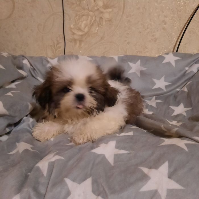 Продаётся девочка ши-тцу.