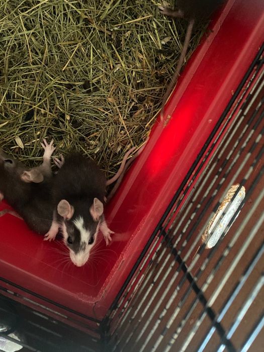 Редкие окрасы крысок Дамбо