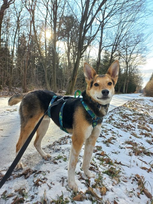 Pluto do adopcji