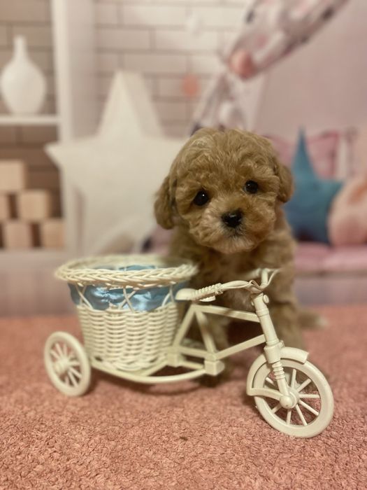 Ляльковий красень мальтіпу