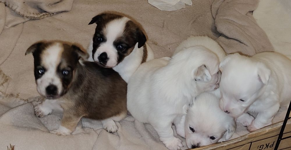 Jack Russell terrier szczeniaki