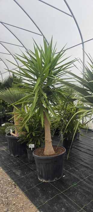 Yucca elephantipes – Juka gwatemalska | Wys. ok. 210–220 cm