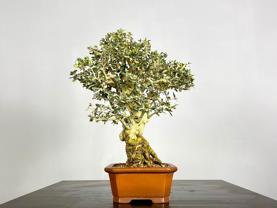 Bonsai de Oliveira 

- Espécie: Olea europaea 'sylvestris'
- Tamanho: