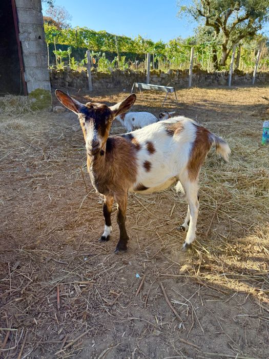 Cabras  Alfarvias e Murcianas