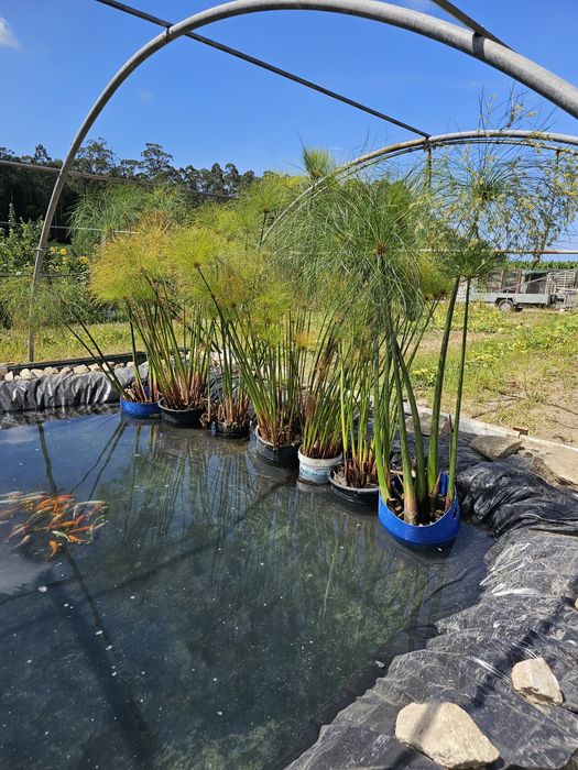 Papiros do egito (Cyperus papyrus)