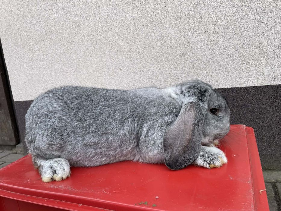 Królik Baran Francuski Szynszyl