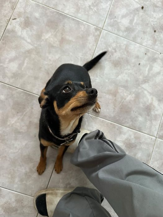 Pincher para adoção responsável