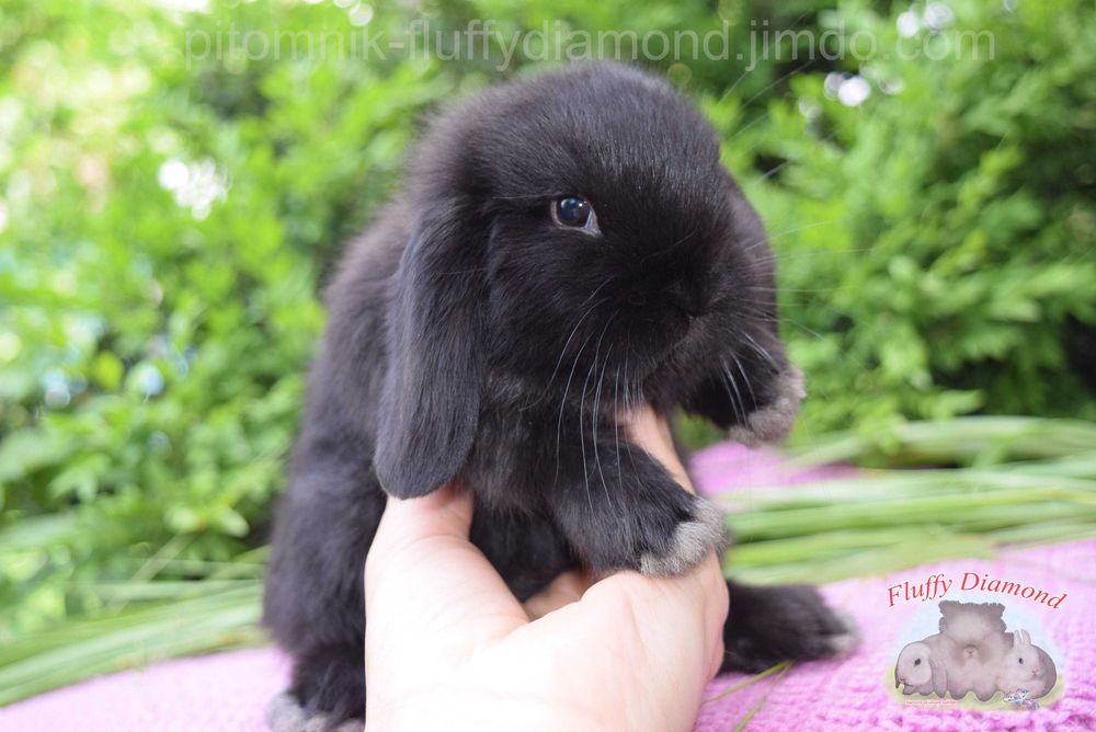 Сейчас есть большой выбор вислоухих крольчат NHD. Кролик из питомника