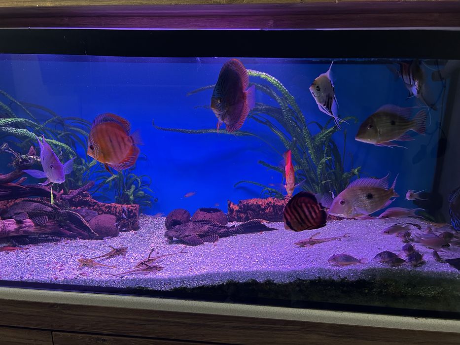 Akwarium 720 l z rybami