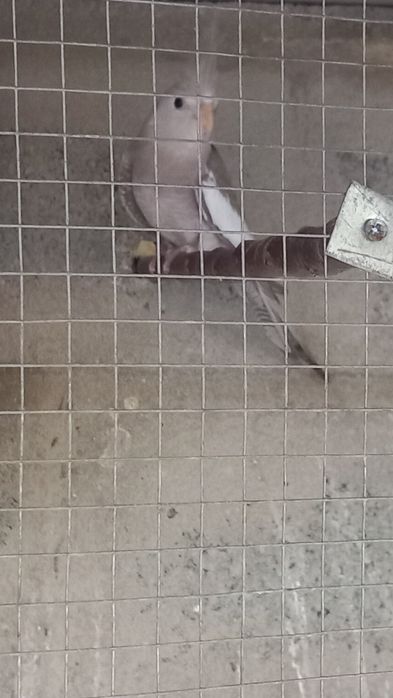 Vendo várias caturras