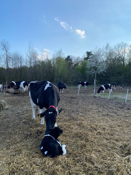 Mleko od rodzimych krów -GrassFeedowe