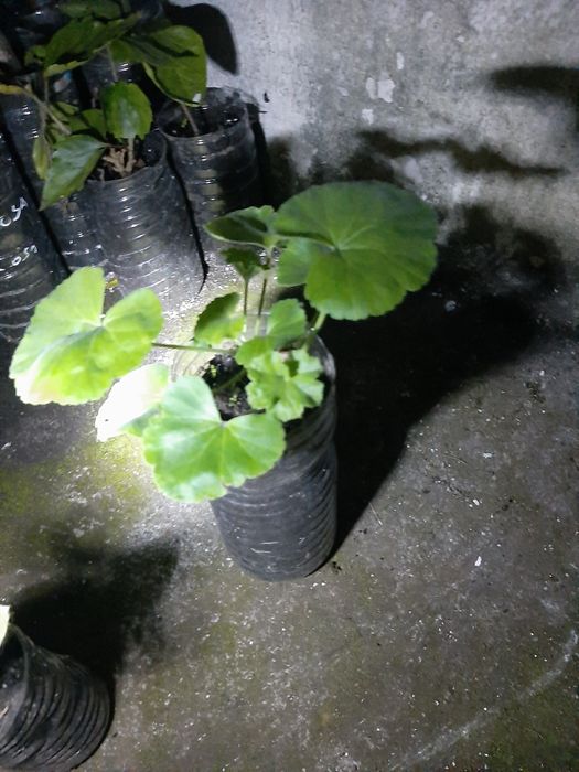 Planta planta ornamental sardinheira