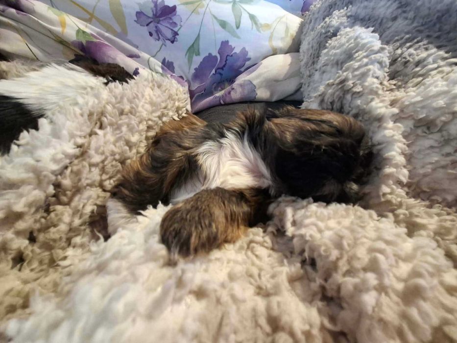 sprzedam szczeniaki shih tzu