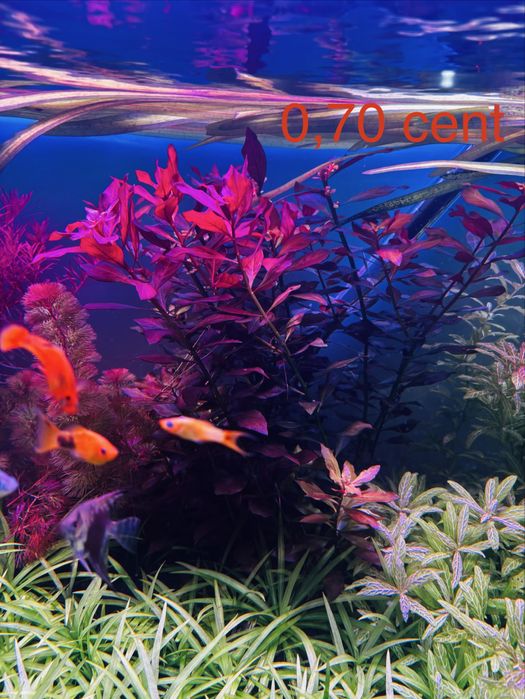 Plantas aquario avulso ou em pack