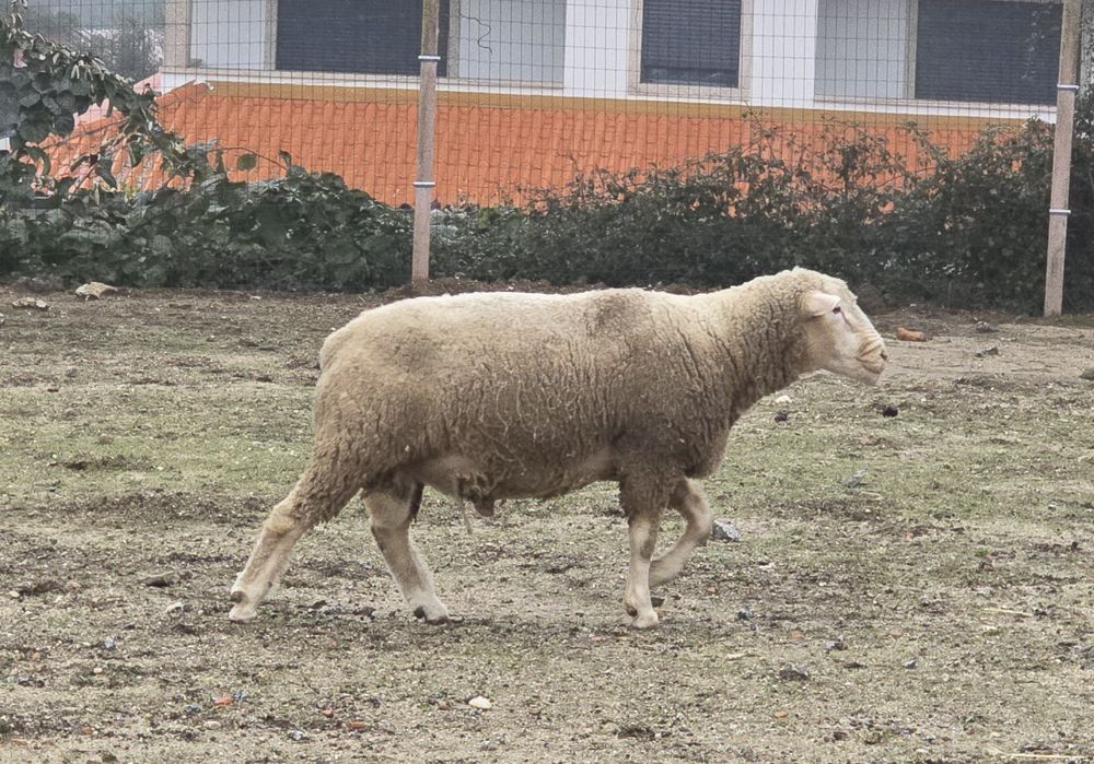Carneiro il de france puro