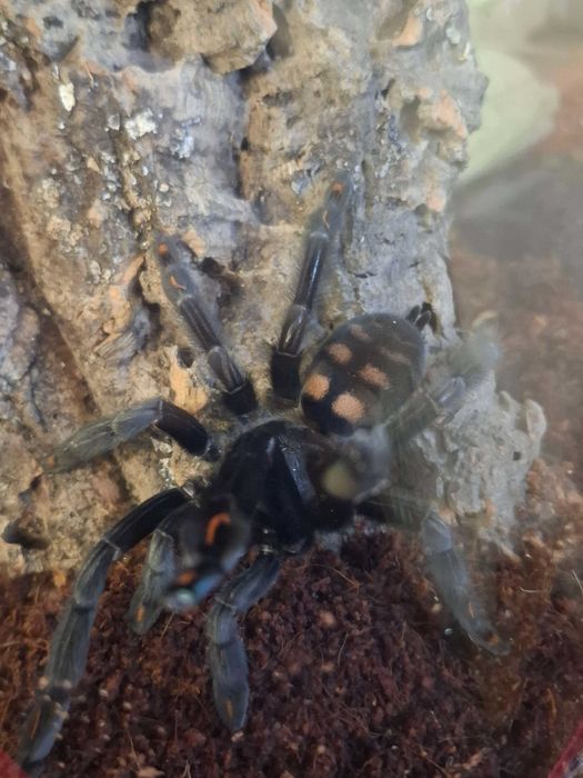 Psalmopeus Irminia