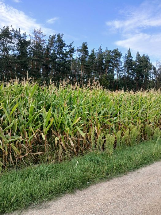 Ziemia rolna z możliwością zabudowy - Widok 3