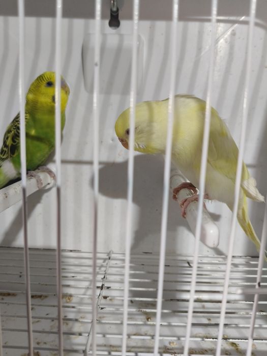 Piriquitos Australianos