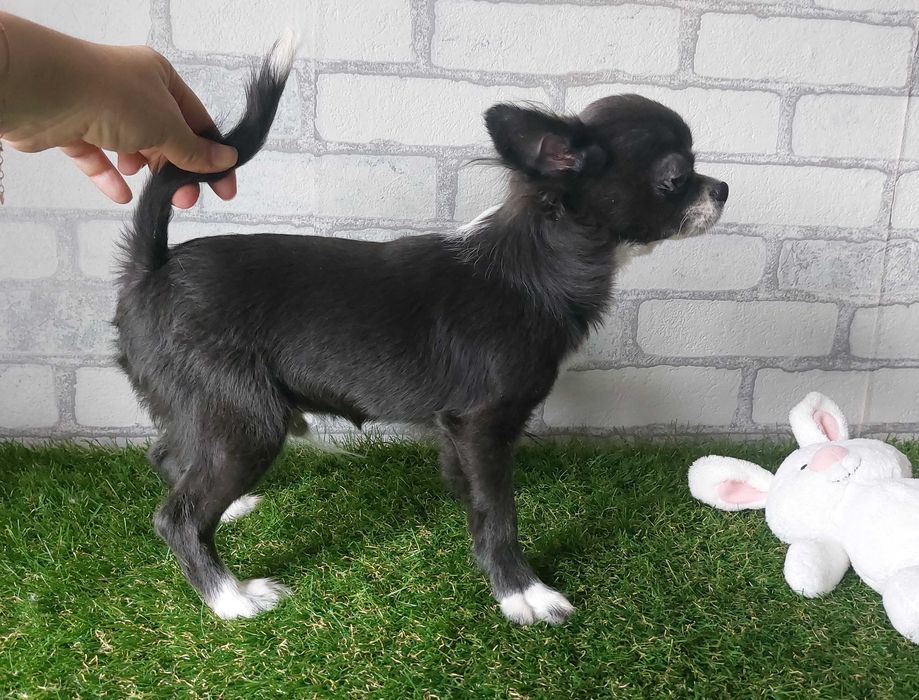 Довгошерсті хлопчики Чихуахуа