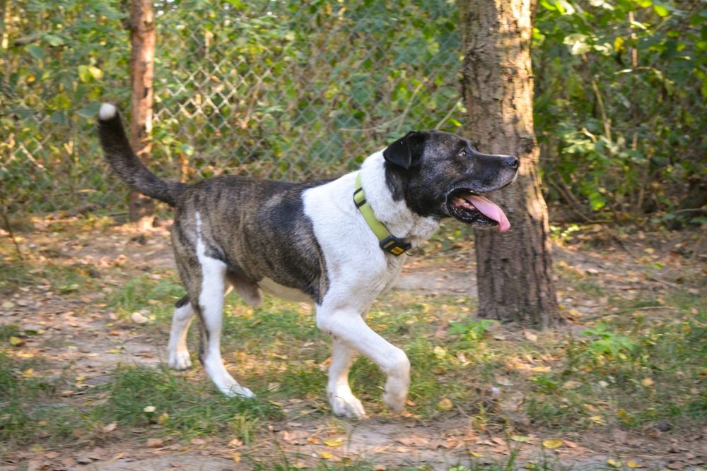 Cudowny Łatek w typie amstaffa czeka na dom