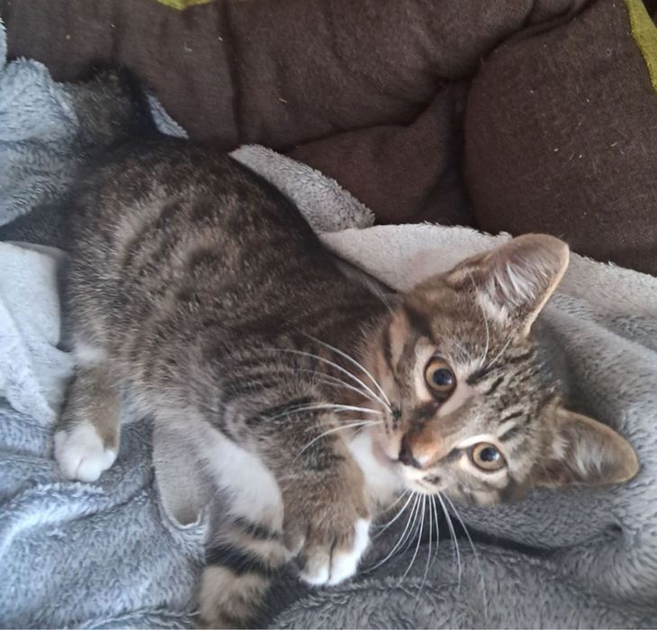 Маленький котик Табі шукає свою родину кошеня кошенята  кіт
